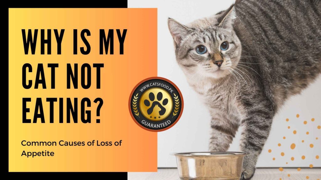My Cat Is Not Eating