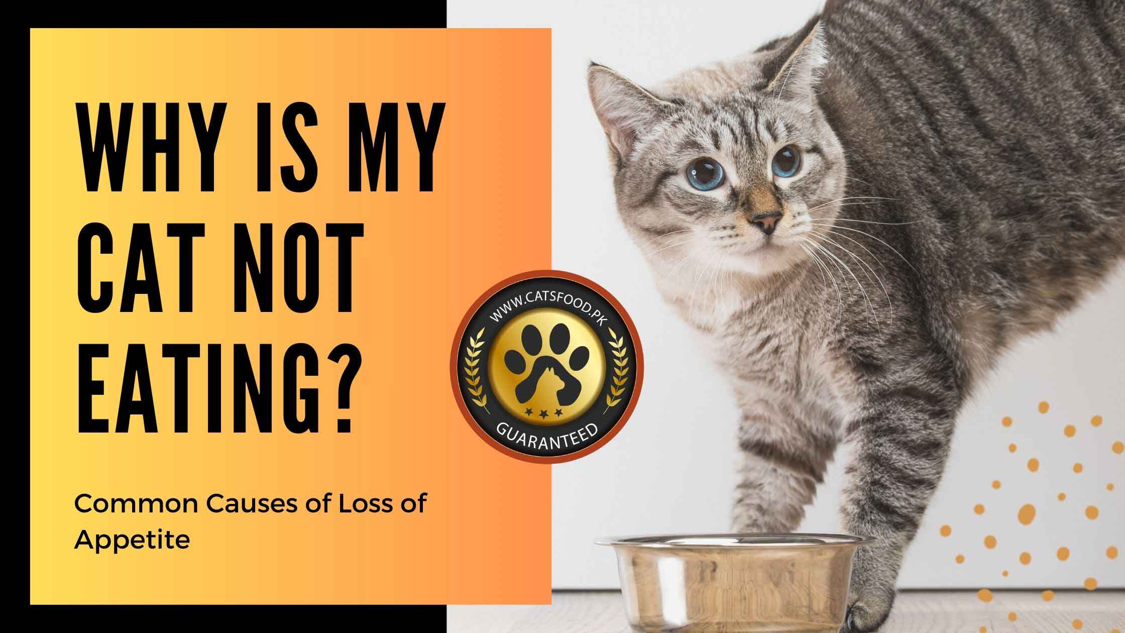 My Cat Is Not Eating: An Owners Guide to Fussy Eating Cats