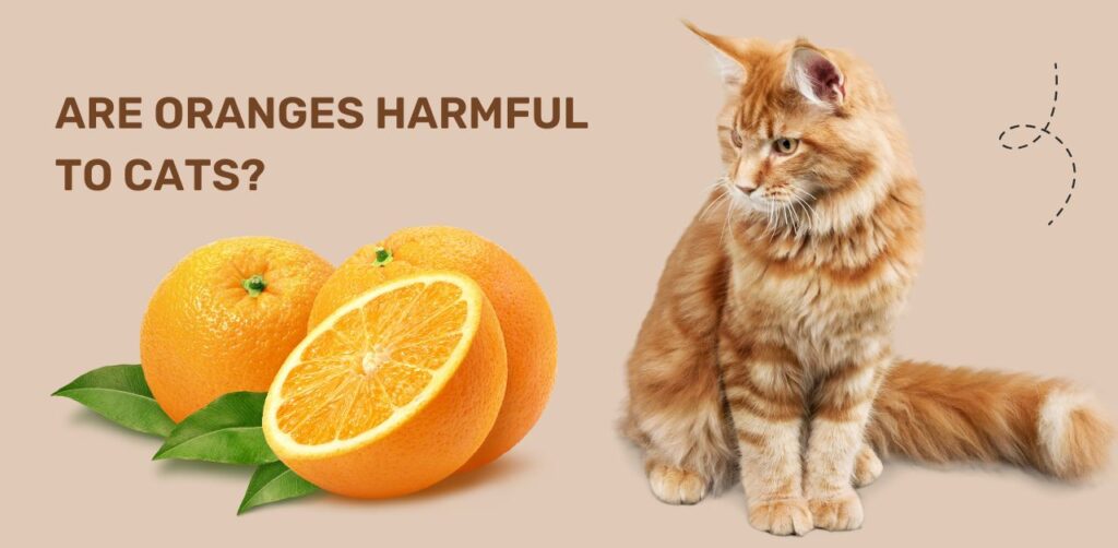 Are Oranges Harmful to Cats