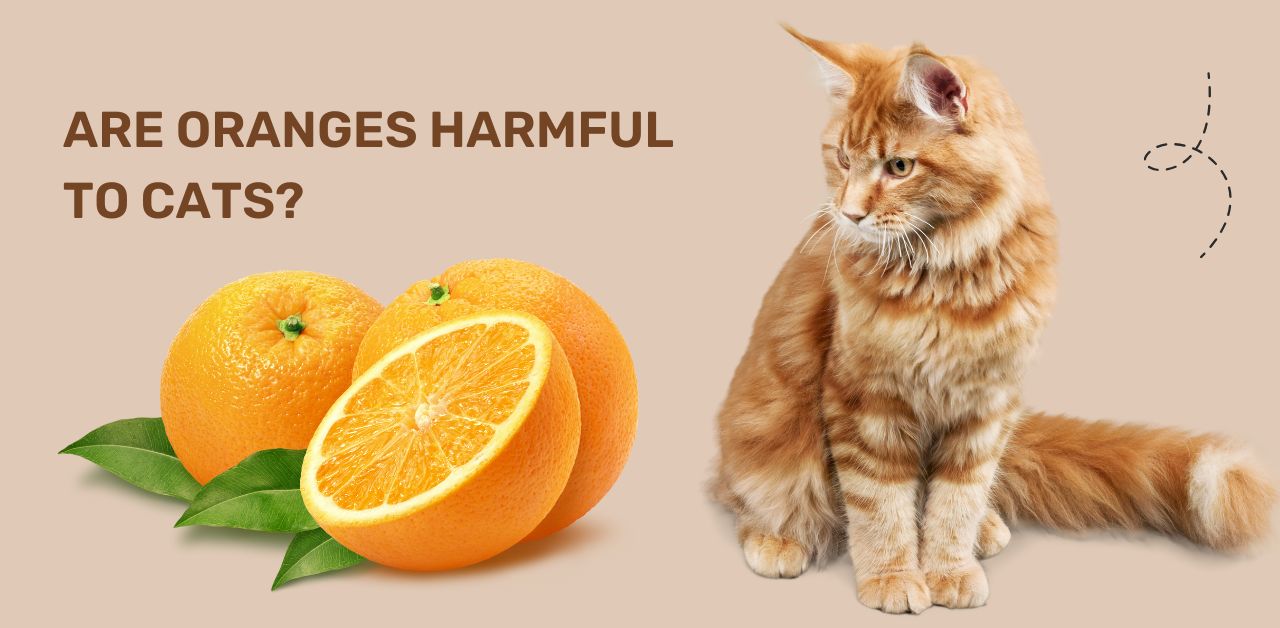 Are Oranges Harmful to Cats? Insights from Veterinarians